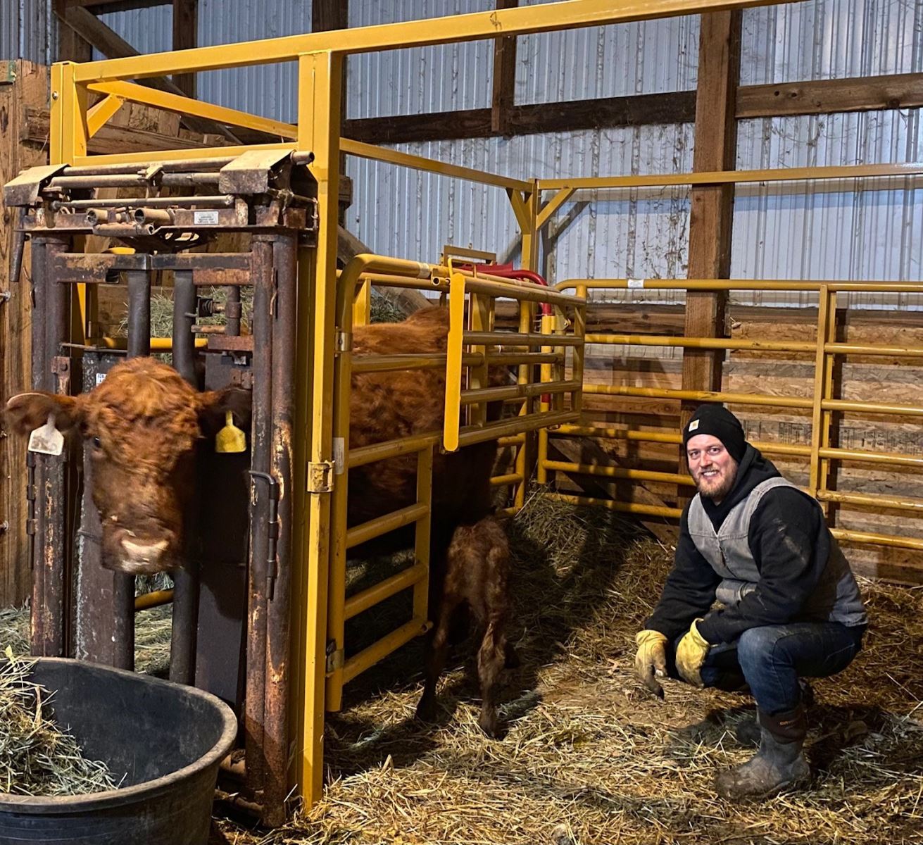 getting the calf connected with the Mom