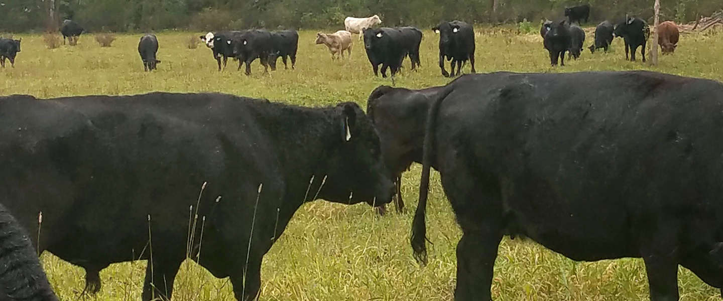 Moos