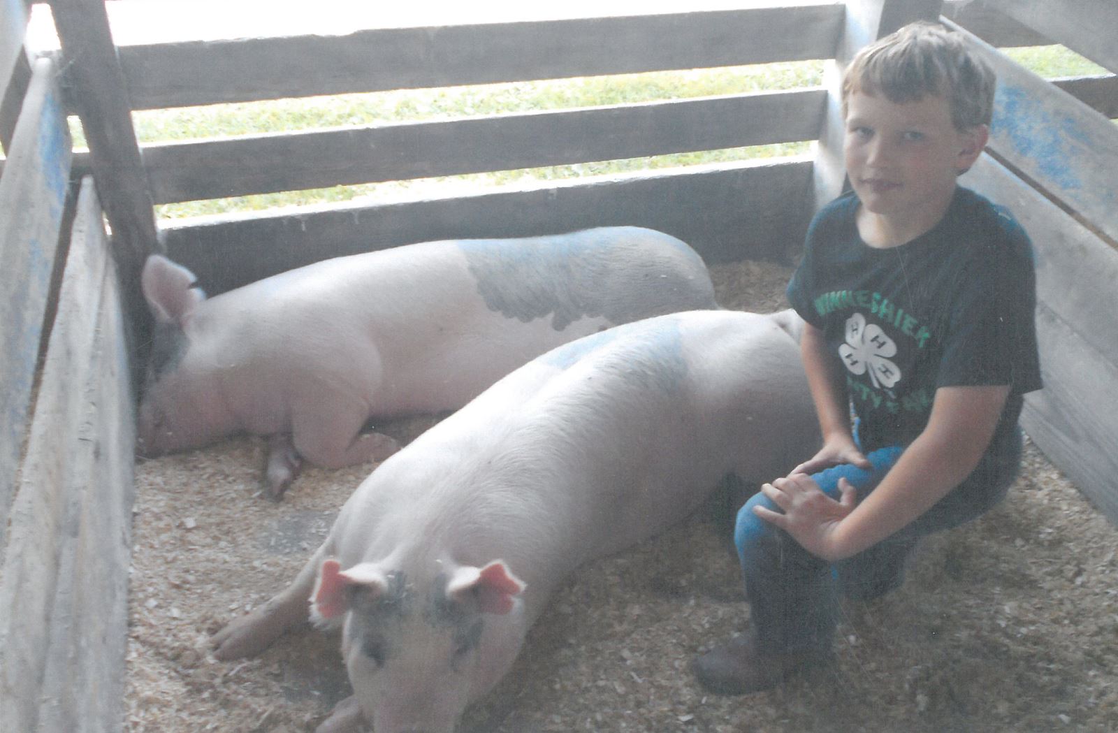 Dalton Zidlicky with his swine project